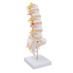 Sacrum Coccyx Nerves Life Size Skeleton Model human skeleton 3D School Teaching
