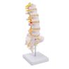 Buy cheap Sacrum Coccyx Nerves Life Size Skeleton Model human skeleton 3D School Teaching from wholesalers