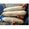 Buy cheap Big Root Vegetable Daikon Radish Mooli Skin Knife Peeling Machine 0.75kw from wholesalers