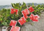 Tailor Made 5g Disposable White Sugar Packets