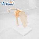VIC-109 Medical Anatomical Shoulder Model / Shoulder Joint Model Labeled
