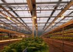 Agriculture Clear Polycarbonate Greenhouse Good Heat Preservation Effect