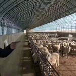 Poultry Winter Chicken Hoop House Poultry Farming Equipment