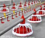Agricultural Products Automatic Chicken Feeder Agricultural Greenhouses Animals