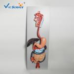 Medical Science Human Digestive System Display Simulation Anatomy Model