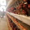 Buy cheap 0 - 20kw A Frame Layer Cages , 3 / 4 / 5 Tiers Poultry House Equipment from wholesalers