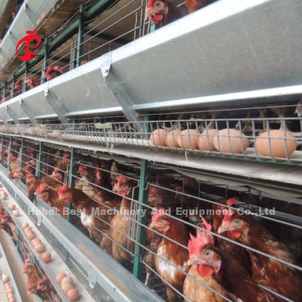 Buy cheap H And A Type Automatic Poultry Layer Cage 15000 Birds Popular In Africa Rose from wholesalers