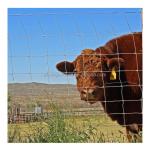Galvanized 5-8 ft Fixed Knot Deer Cattle Fence for Farm Field Protection Square