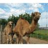 Buy cheap Dia 1.8mm -2.5mm Farm Wire Fence T Post Fixed Knot Deer Fence from wholesalers