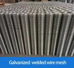 Galvanized Welded Wire Mesh