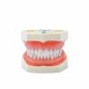 Buy cheap Dental Study Teeth Model Dental School 28pcs Teeth With Screw Dental Restoration Jaw Model from wholesalers