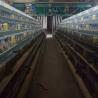 Buy cheap 6 Tiers 2 Doors Quail Cage Automatic control Hot Dipped Galvanized surface from wholesalers