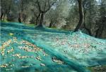 Buy cheap Wholesale Only! Olive Collect Net,Knitted Net, Anti Hail Net, 50-120gr/sqm,Virgin Material from wholesalers