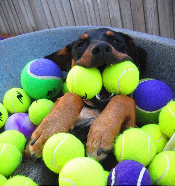 Buy cheap Pet toys for dogs from wholesalers