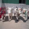 Buy cheap Metal Large Outdoor Cow Bull Statue Garden Animal Cattle Sculptures from wholesalers