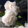 Buy cheap French oil painting simulates the living room dining table, with rose and rose decorative flowers from wholesalers