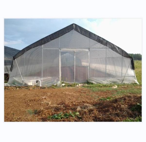 Buy cheap 150/200micro Film Covered Tunnel Greenhouse For Hydroponic Tomato Growing from wholesalers