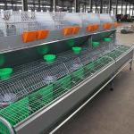 High Rearing Efficiency Rabbit Battery Cage , 50 - 80 Babies Metal Rabbit Hutch