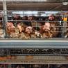 Buy cheap Galvanized Wire Poultry Layer Cage 10 Birds / Cage Layer Farming Equipment from wholesalers