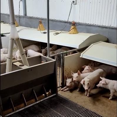 Buy cheap PVC Fencing Livestock Farming Equipment Hot Galvanized Steel from wholesalers