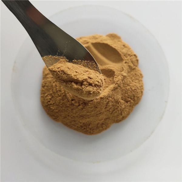 Quality Gmp Certificate Manufacturer Fennel Seed Extract for sale