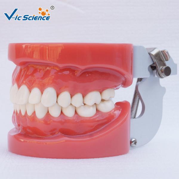 Buy cheap Standard Dental Study Models 28/32 Pcs Typodont Model For Bilological from wholesalers