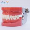 Buy cheap Standard Dental Study Models 28/32 Pcs Typodont Model For Bilological from wholesalers