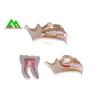 Buy cheap PVC Plastic Soft Gum Teeth Model , Dental Models For Teaching CE ISO from wholesalers