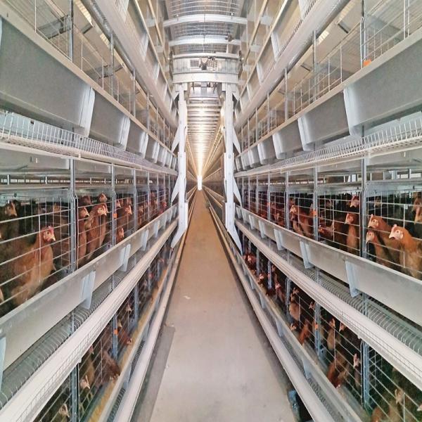 Poultry Farming Battery Chicken Cage H Type Fully Automatic For 50000 Egg Layer