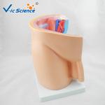 Eco - Friendly PVC Human Anatomical Model Male Pelvis Model 1 Part