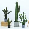 Buy cheap Fashion Cactus And Succulent Fake Plastic Plant For Home Decoration from wholesalers