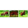 Buy cheap Landscape Animal 3D Custom Lenticular Printing Picture 3 Imaged Flip Poster For Gif from wholesalers