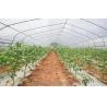 Buy cheap 150/200micro Film Covered Tunnel Greenhouse For Hydroponic Tomato Growing from wholesalers