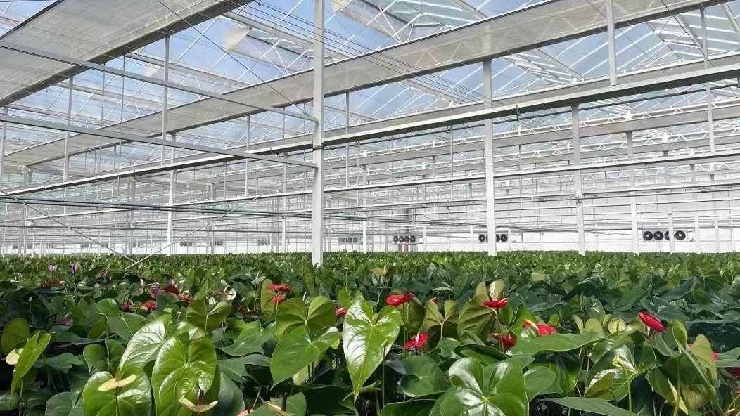 Glass Greenhouse Hydroponics Growing System with Good Light Transmission