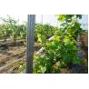 Buy cheap Agriculture Metal Vineyard Trellis Posts 2.0MM Thickness H Hole Type from wholesalers
