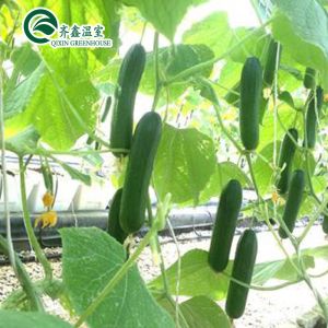 Buy cheap Multi-Span Agricultural Greenhouses with Used Container Hydroponic Growing Systems product