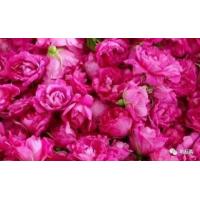 Buy cheap Dried Rose Buds Flower Fruit Tea Flavored Tea For Regulating Menstruation product