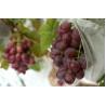 Buy cheap Fabric Fruit Protection Bags 250GSM from wholesalers