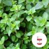 Buy cheap Cas 8007 11 2 Wild Oregano oil organic 100% pure natural bulk With High Concentrate Carvacrol from wholesalers