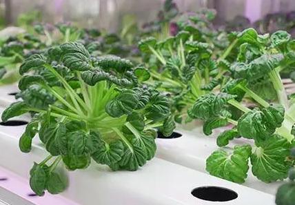 40hq Reefer Container Greenhouse for Leafy Vegetables