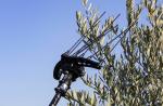 Lightweight Pultruded Carbon Fiber Rod For Olive Shaker Spare Prongs