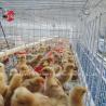 Buy cheap Q235 Poultry Farming Cage System Baby Chicks Brooder Steel Wire Emily from wholesalers