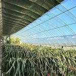 Origin Eco Greenhouse System with Film Cover Material 20.000kg Package Gross