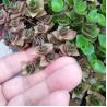 Buy cheap Garden Usage Hydroponic Plant Seed Square Plastic Flower Pot Tray Dish Mold Dissolving from wholesalers