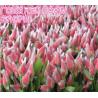 Buy cheap Mesh Packaging Sleeves White PE Extruded Rose Protection Bud Net from wholesalers