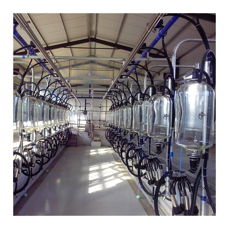 Sheep Parallel Fast Mode Milking Parlor Equipment Easy To Operate