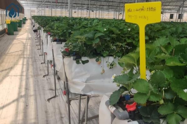 Buy cheap Indoor Strawberry Growing Troughs Greenhouse PVC Hydroponic Gully Vertical Farming System from wholesalers