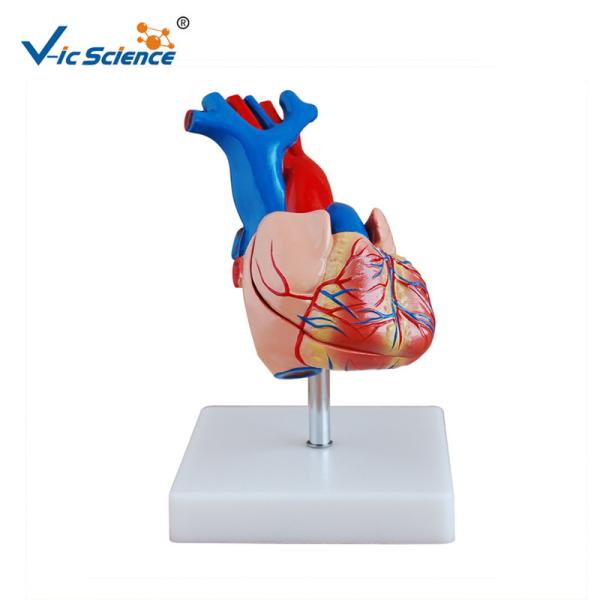 Buy cheap Life - Size Heart Human Anatomical Model For Medical Promotion Gift from wholesalers