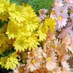 Chamomile simulation, small daisy, fake flower, living room decoration, dining