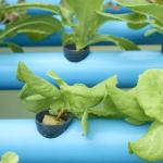 Roofing Shape Arched Roof Multi-Span Greenhouse for Temperature Controlled